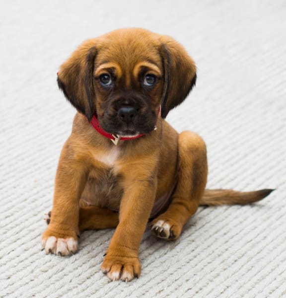 PetFriendly Apartments & Townhomes in Fairborn Avalon Place